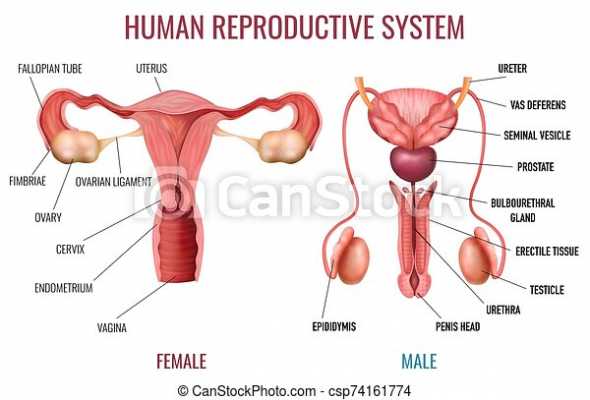 realistic-human-reproductive-system-image_csp74161774