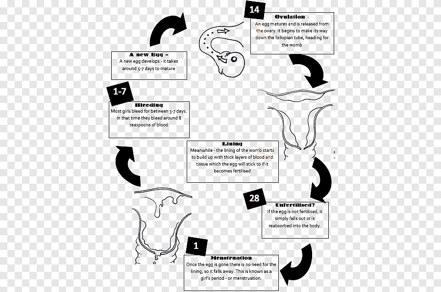 png-clipart-ovarian-cycle-the-menstrual-cycle-menstruation-flow-diagram-anatomy-heart-angle-mammal