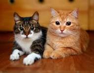 kucing