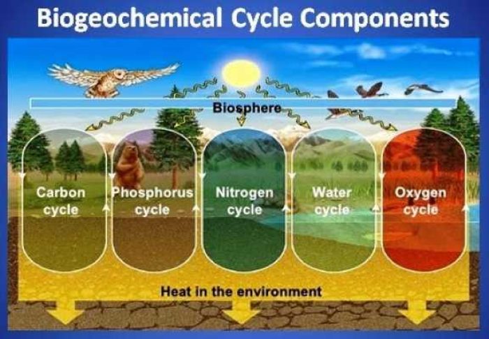 29262-1a2b-2bbiogeochemical2bcycle2bcomponents