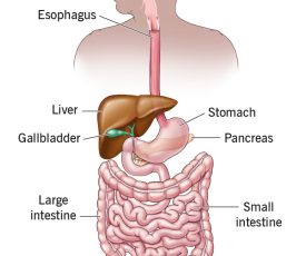 7041-digestive-system