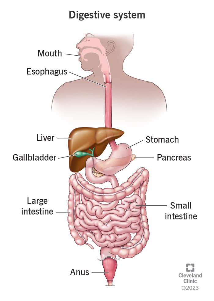 7041-digestive-system