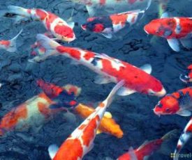 9abf62bdff3197a1fd1eb7e3892a6965-056377500_1464018369-ikan_koi_3 9abf62bdff3197a1fd1eb7e3892a6965-056377500_1464018369-ikan_koi_3