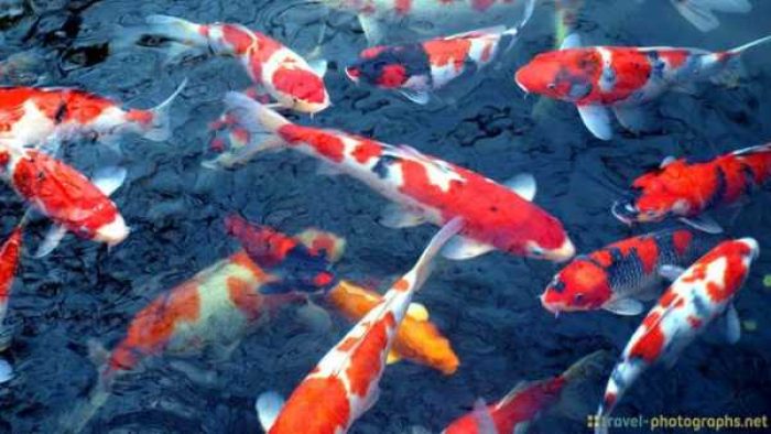 9abf62bdff3197a1fd1eb7e3892a6965-056377500_1464018369-ikan_koi_3