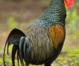Ayam_hutan