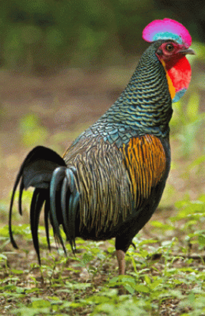 Ayam_hutan