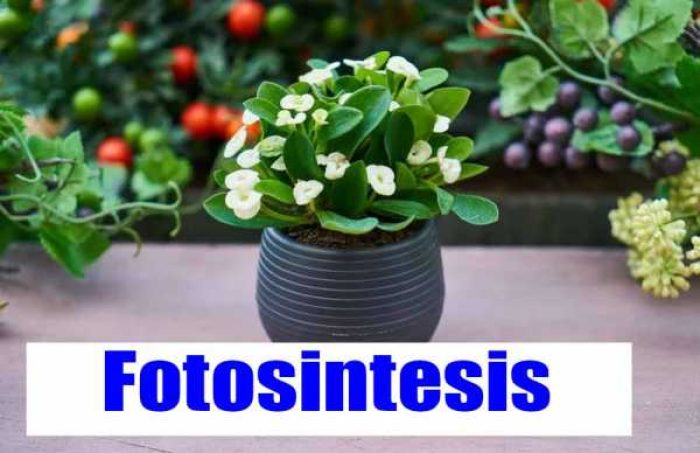 COVER_FOTOSINTESIS