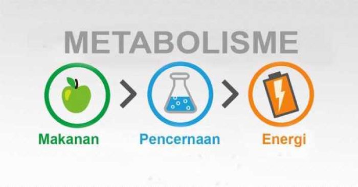 COVER_METABOLISME