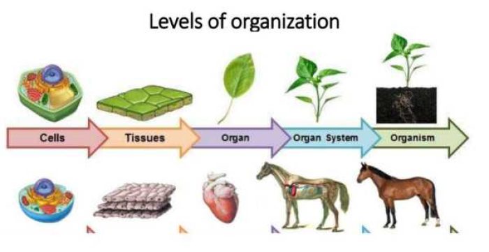 COVER_ORGANISASI_KEHIDUPAN