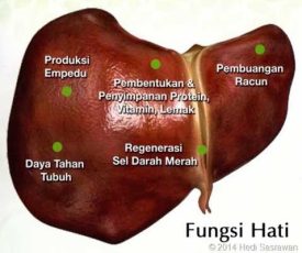 Fungsi_hati