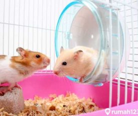 Hamster_1