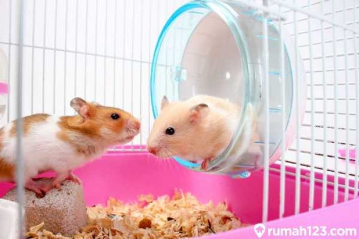 Hamster_1