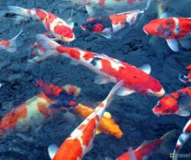 Ikan_Koi