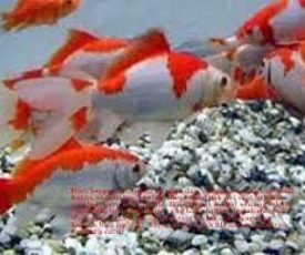 Ikan_mas_1