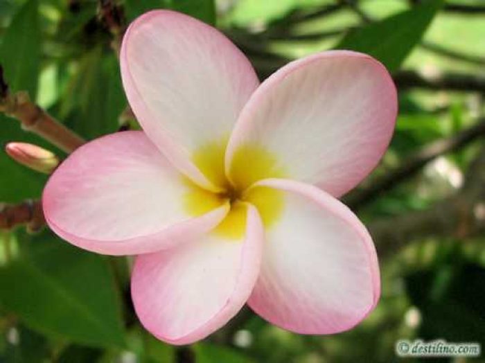 Jibacoa-Flora-06