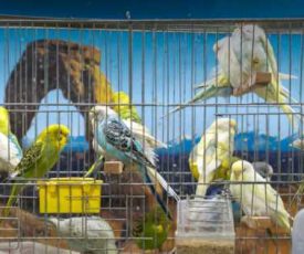 Lovebird