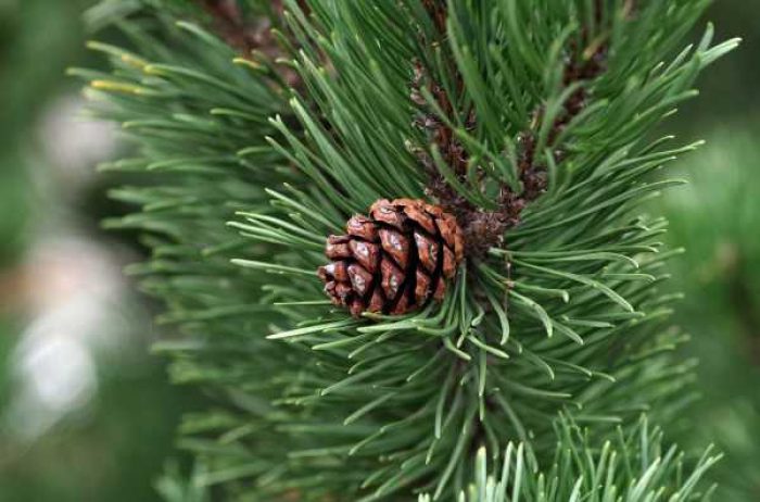 Mengenal-Lebih-Dekat-Tanaman-Pinus-Merkusii