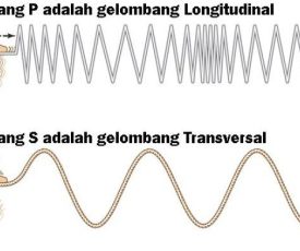 Perbedaangelombang-transversal-dan-gelombang-longitudinal