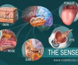 The-Senses