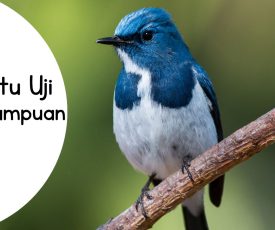 Waktuya Kuis Waktuya Kuis