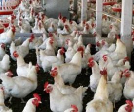 ayam_kampus