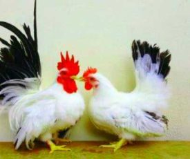 ayam_kate