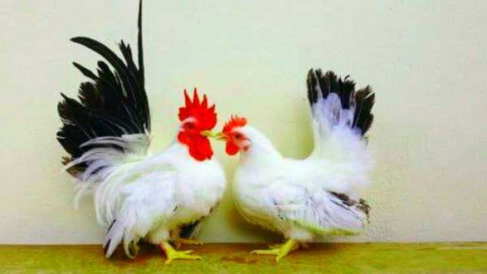 ayam_kate