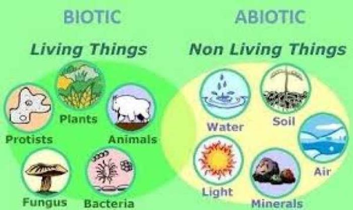 biotik_abiotik