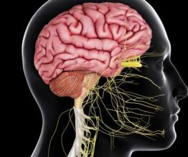 brain_spinal_cord-57fe96b15f9b5805c26d5072