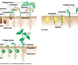 c897af4be77207656f52a3c3b4344137