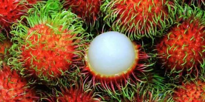 cover_buah_11