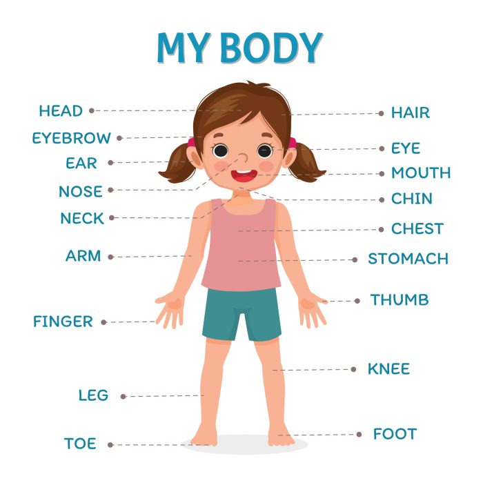 cute-little-girl-illustration-poster-of-human-body-parts-with-diagram-text-label-chart-for-kids-learning-educational-vector