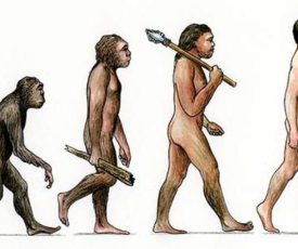 evolusi persos