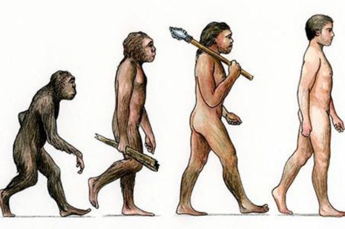 evolusi persos