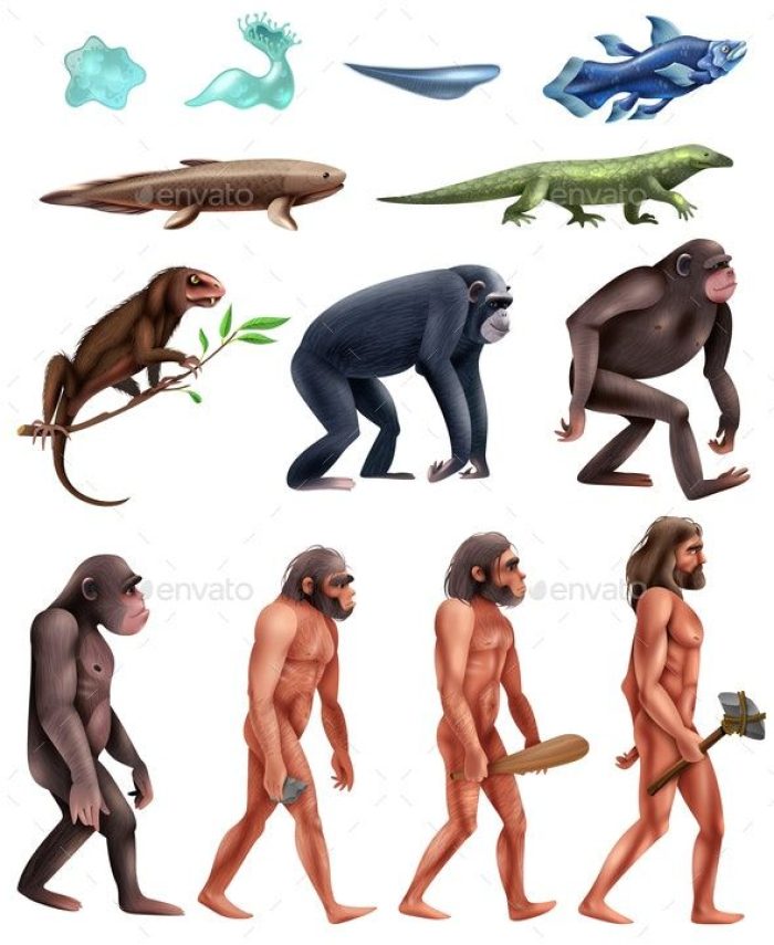 evolusi