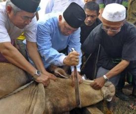 foto-ilustrasi-kurban