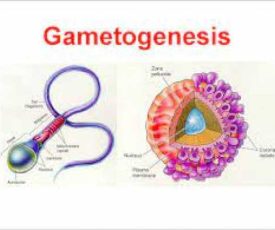 gambar_gamet