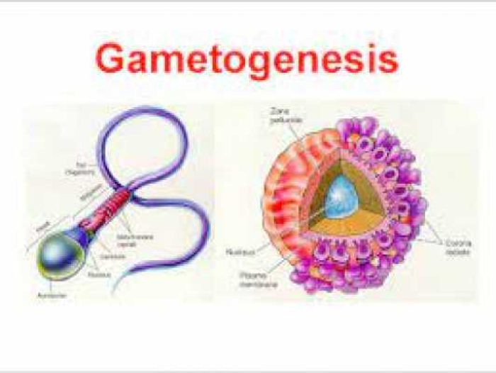 gambar_gamet