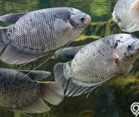 gambar_ikan_gurami