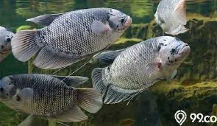 gambar_ikan_gurami