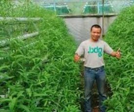 gambar_kangkung