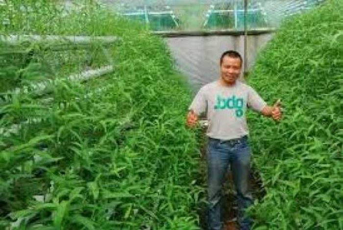 gambar_kangkung