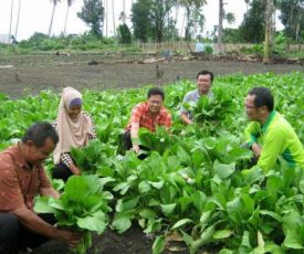 gambar_sawi