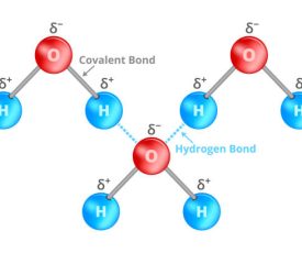 gaya antar molekul Vector chemical illustration of hydrogen bond or H-bond on water molecule isoated on a white background. Dipol-dipol force of attraction, interaction between a hydrogen atom and atoms with high electronegativity having a high electron affinity such as oxygen, nitrogen, fluorine.