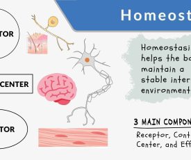homeostasis