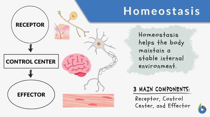 homeostasis