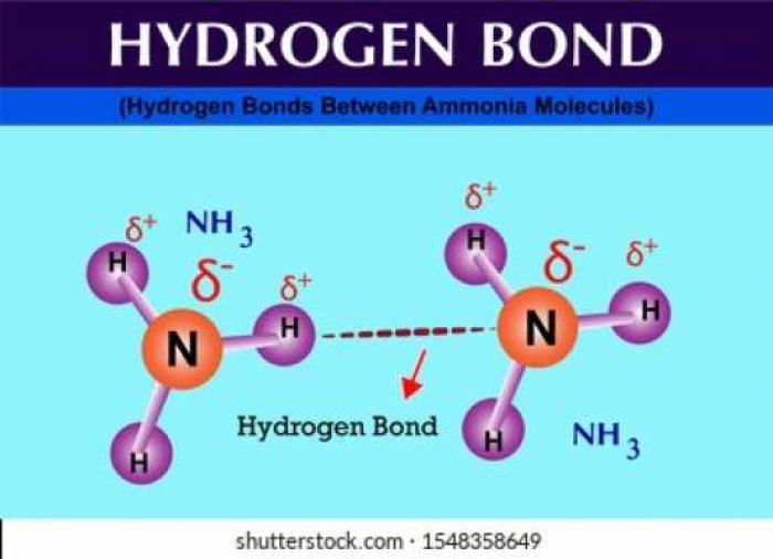 hydrogen-bonds-between-ammonia-molecules-260nw-1548358649