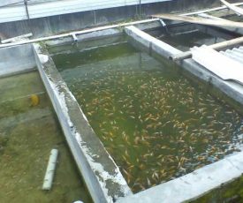 ikan ikan