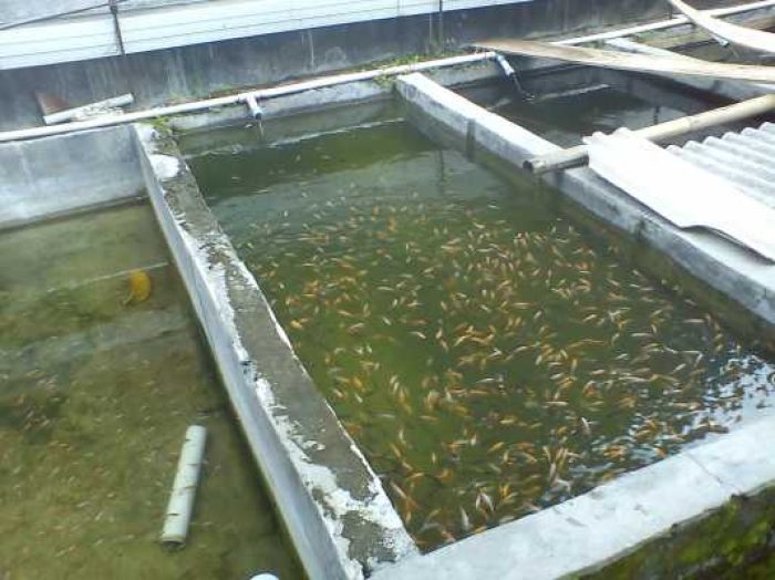 ikan