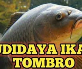 ikan_tombro